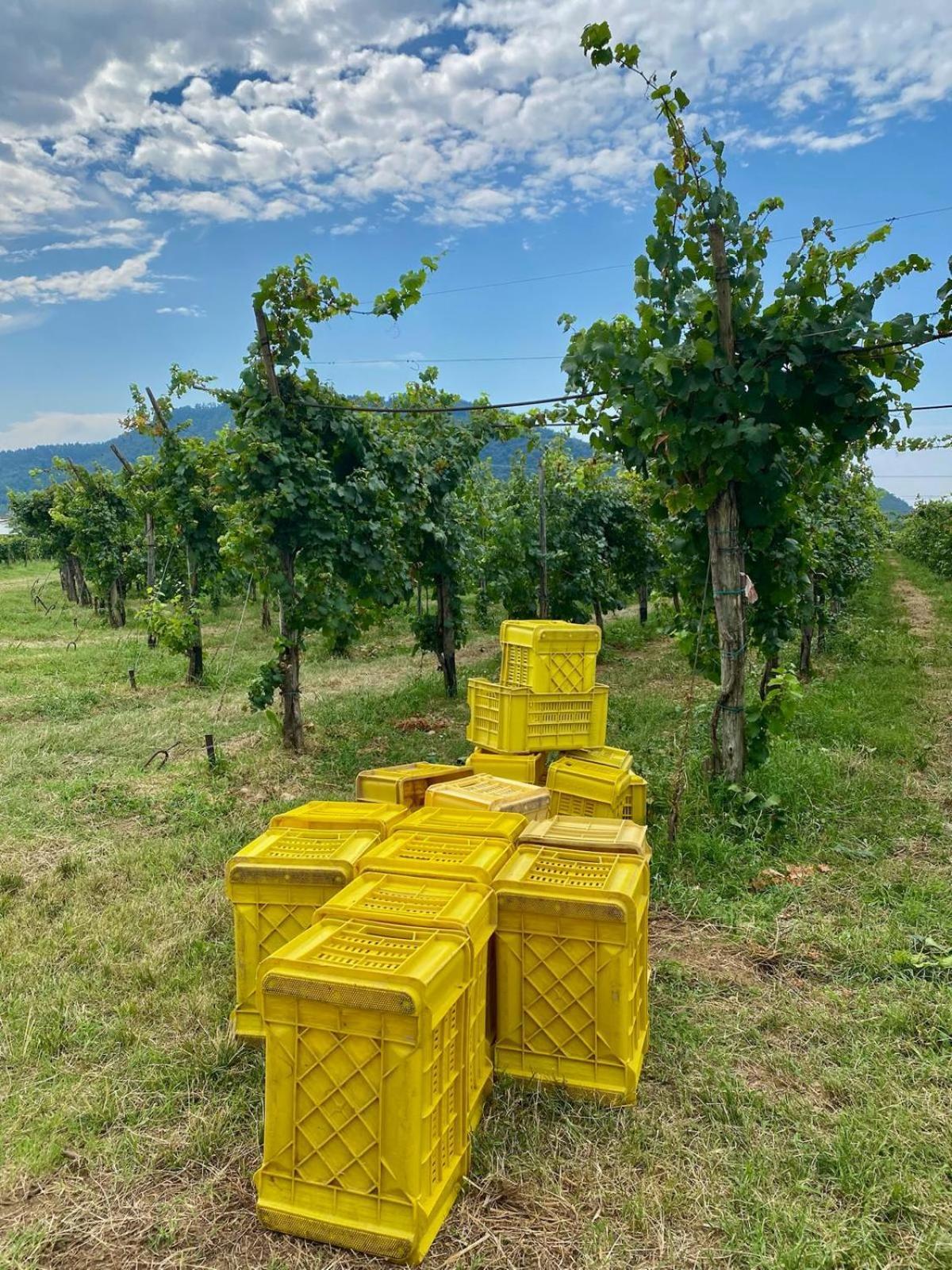 Appartamento La Corte Del Bona - Vicino Alle Cantine E A Circa 15 Minuti Dal Lago Di Iseo - Erbusco Esterno foto
