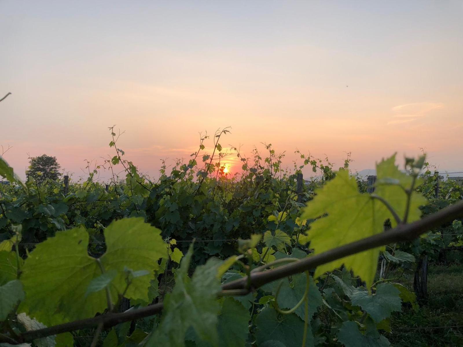 Appartamento La Corte Del Bona - Vicino Alle Cantine E A Circa 15 Minuti Dal Lago Di Iseo - Erbusco Esterno foto